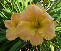 Woodland Ruffles